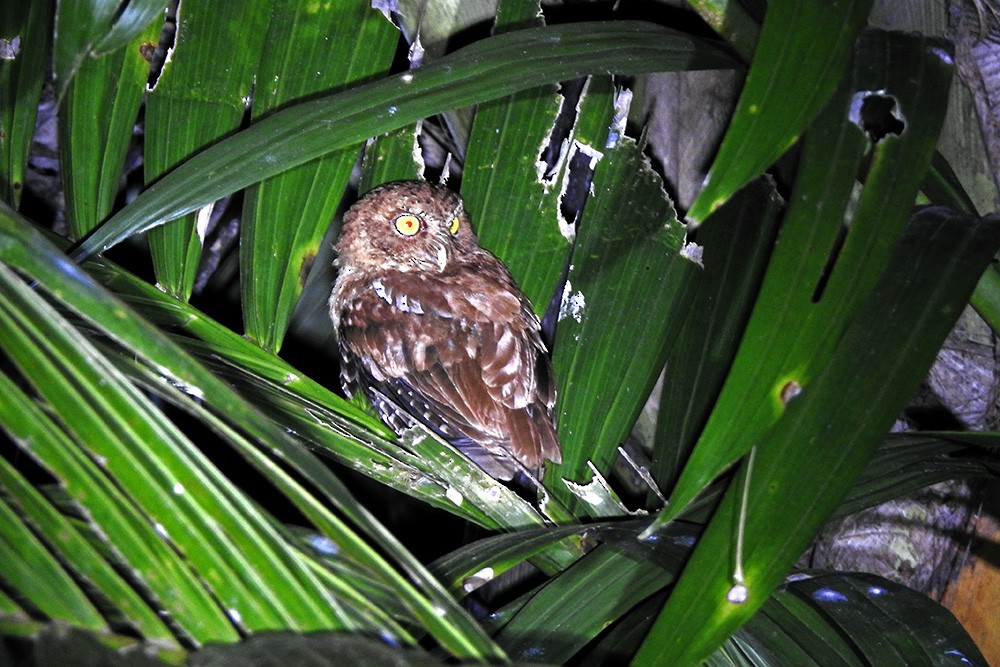 Andaman Scops-Owl - ML304705701