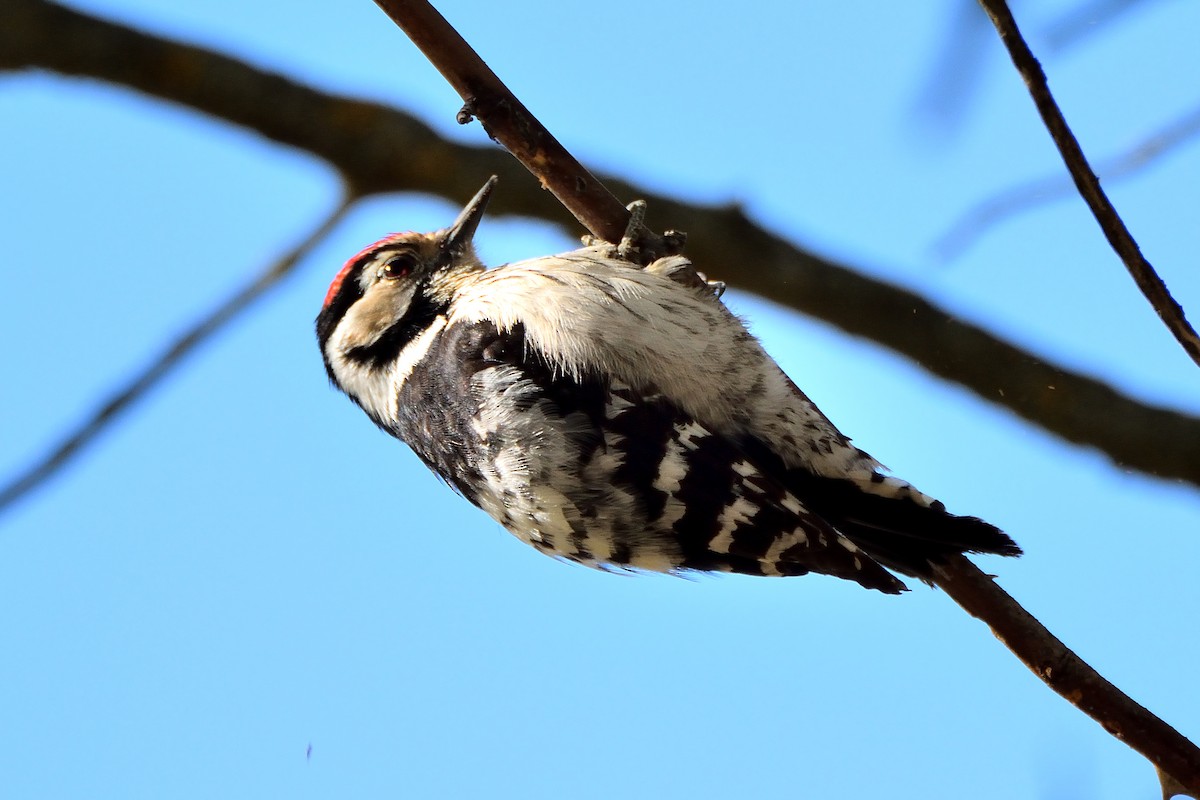 Lesser Spotted Woodpecker - ML304705961