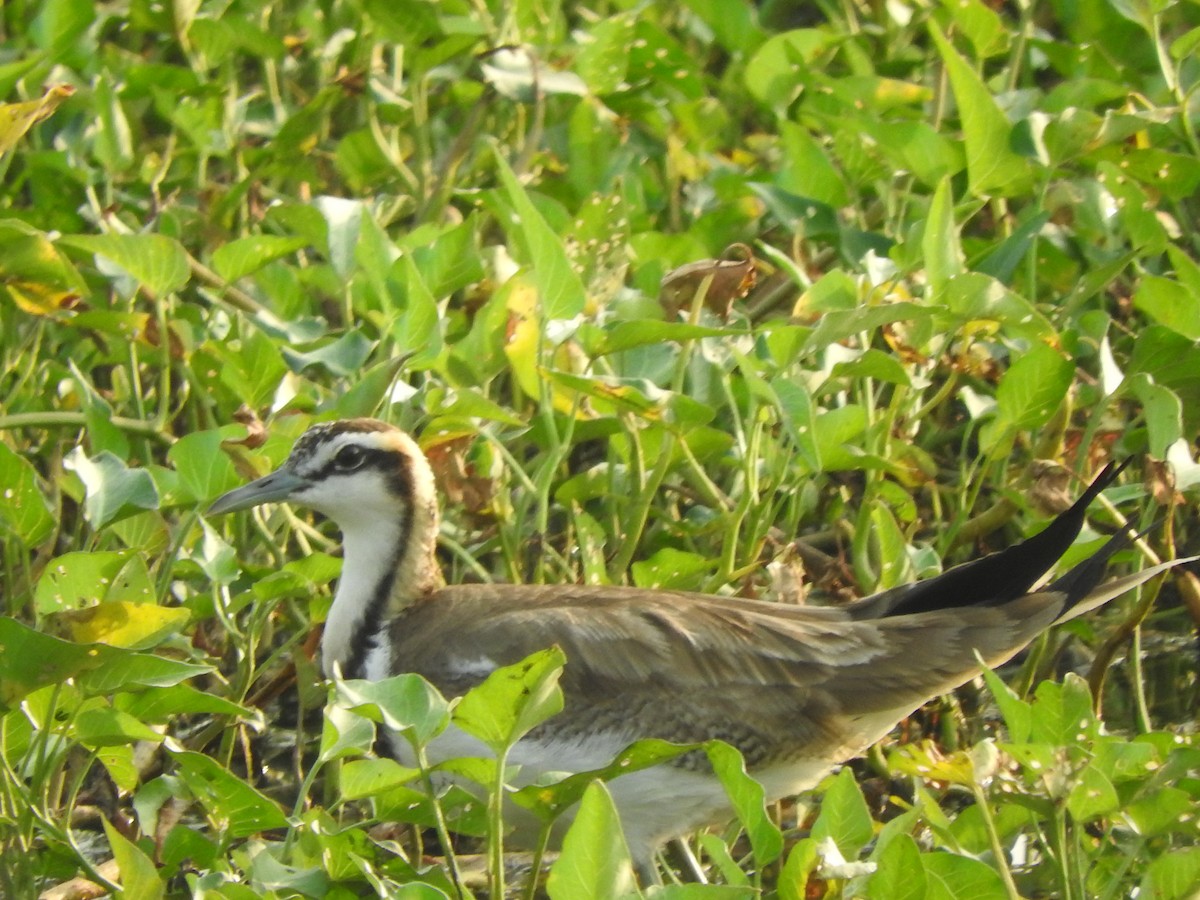 Pheasant-tailed Jacana - Amara Bharathy