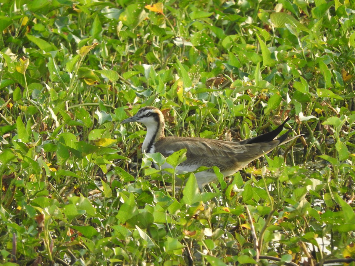 Pheasant-tailed Jacana - ML304707221