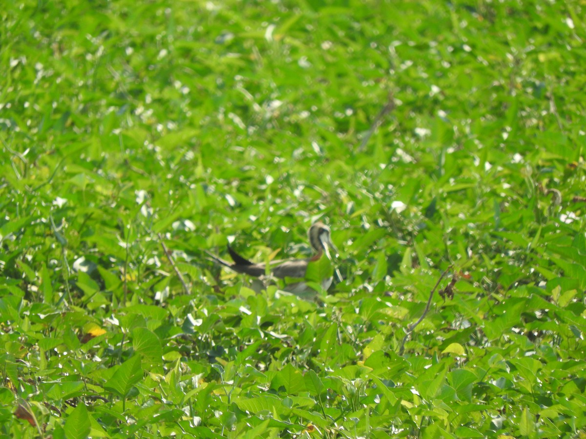 Pheasant-tailed Jacana - ML304707231