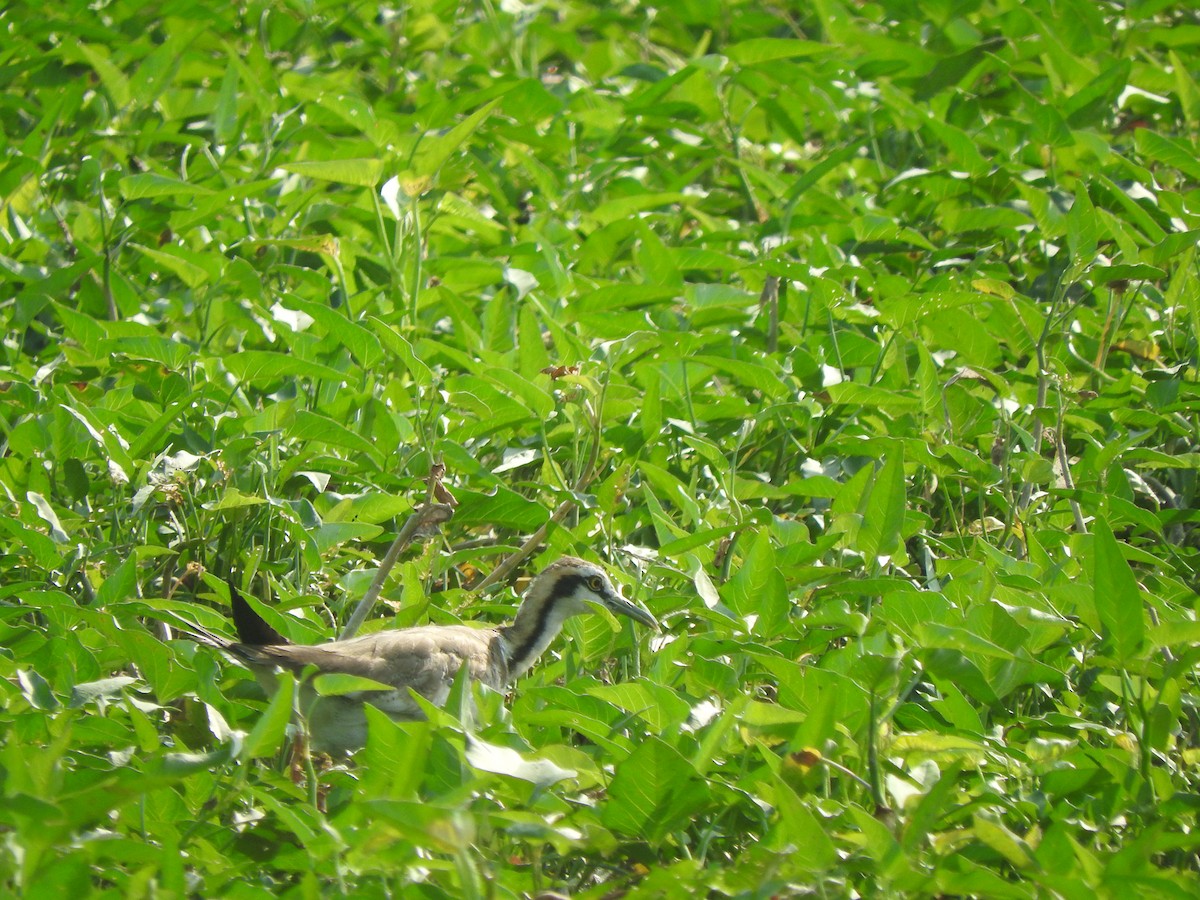 Pheasant-tailed Jacana - ML304707251