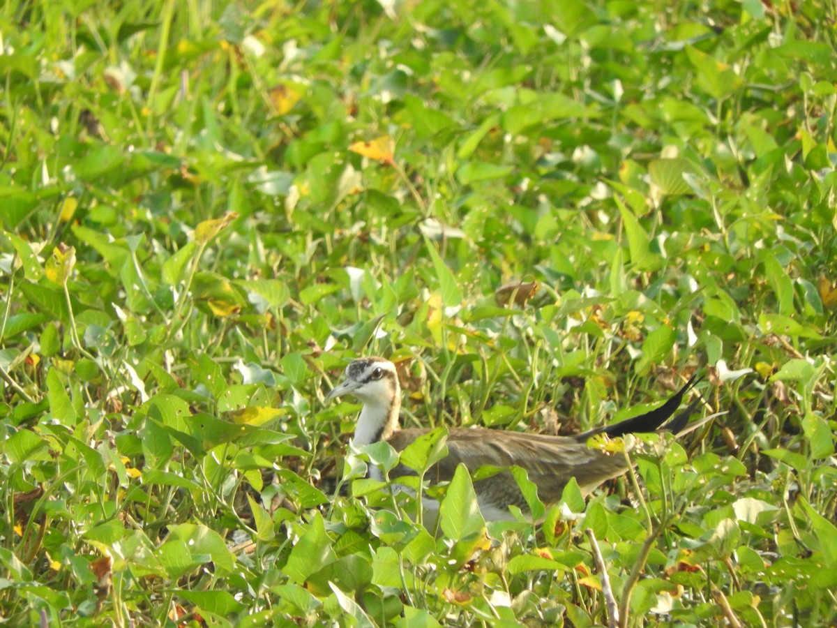 Pheasant-tailed Jacana - Amara Bharathy