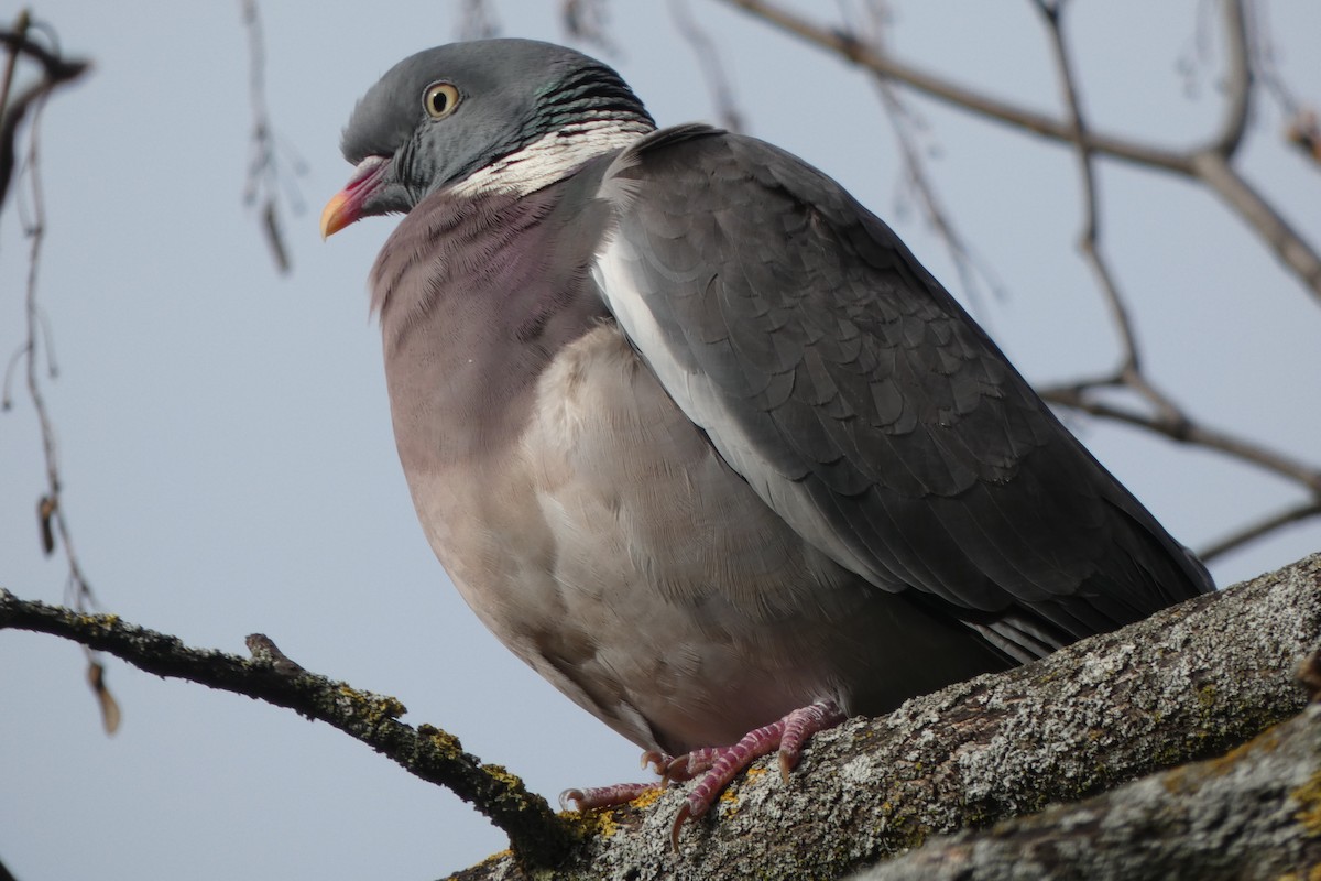 Common Wood-Pigeon - ML304708611