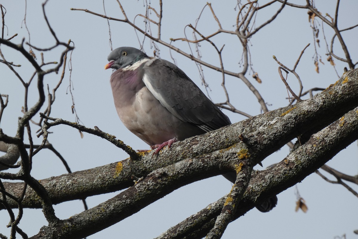Common Wood-Pigeon - ML304708631