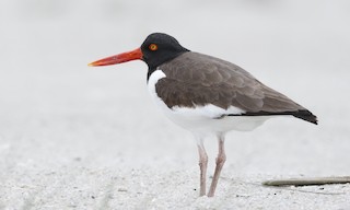  - American Oystercatcher