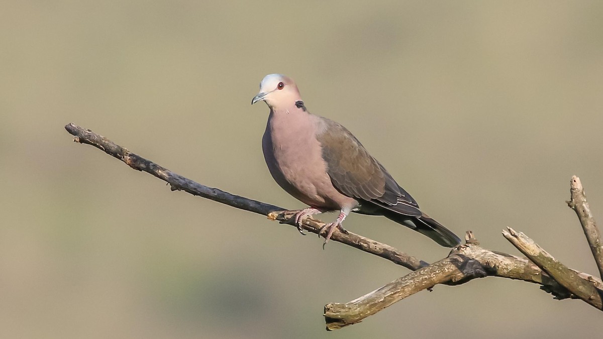 Red-eyed Dove - Charles Francis