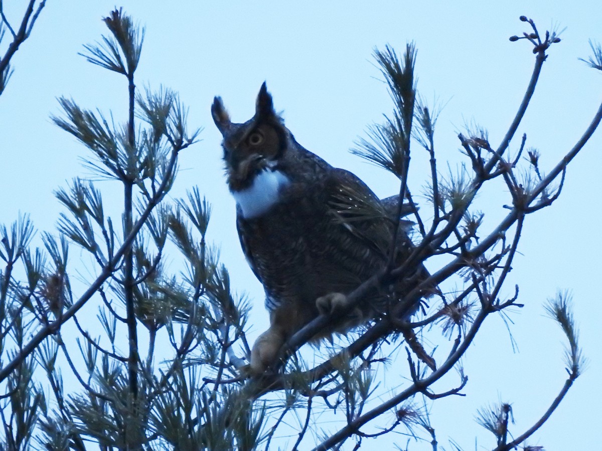 Great Horned Owl - ML304716251