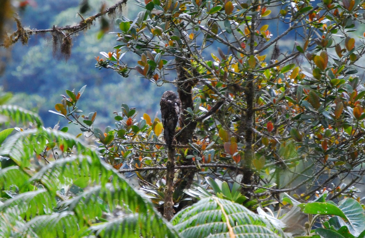 Andean Potoo - ML304723291