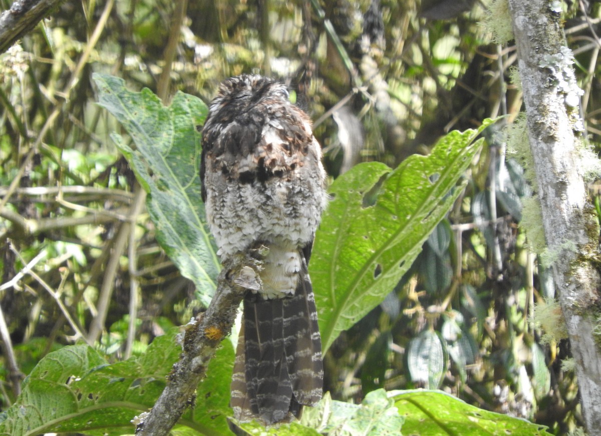 Andean Potoo - ML304723591