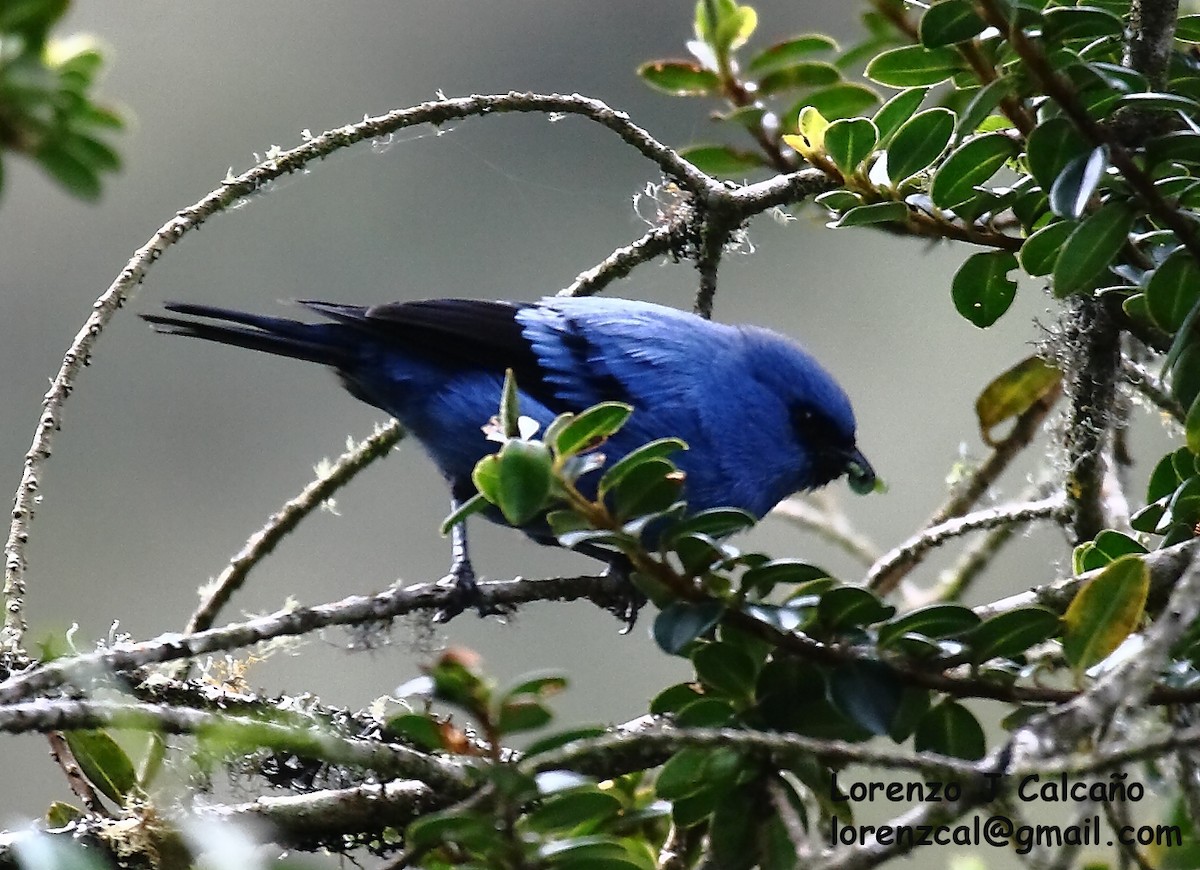 Blue-and-black Tanager - ML304724181