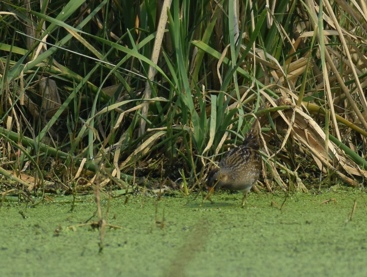 Spotted Crake - ML304726081