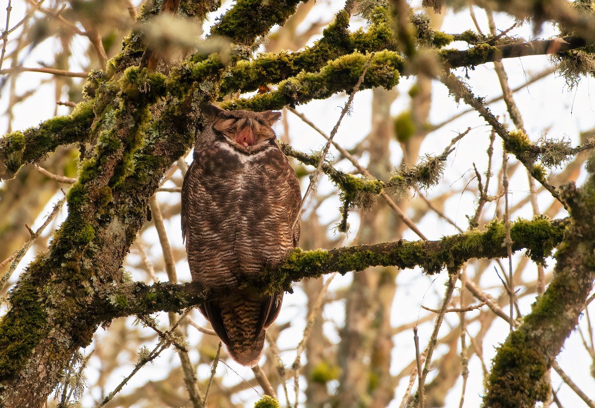 Great Horned Owl - ML304731481