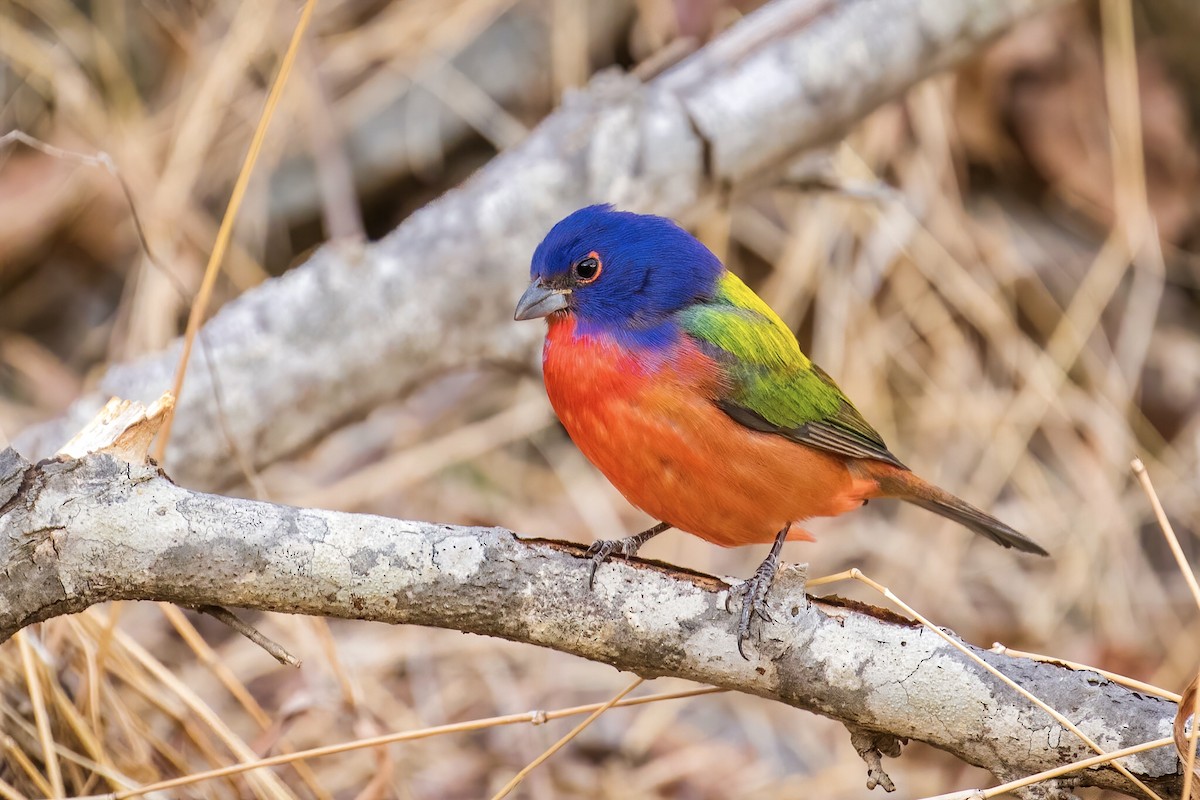 Painted Bunting - ML304733451