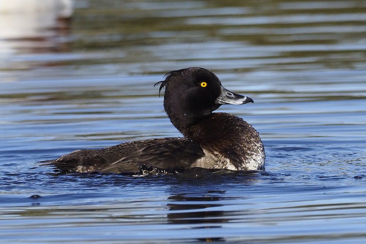 Tufted Duck - ML304741891