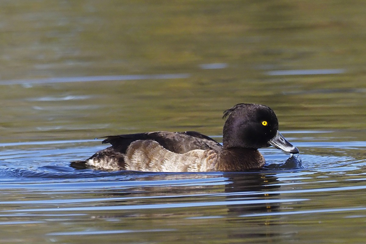 Tufted Duck - ML304741921
