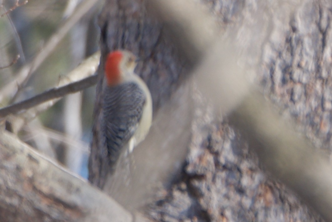 Red-bellied Woodpecker - ML304743121