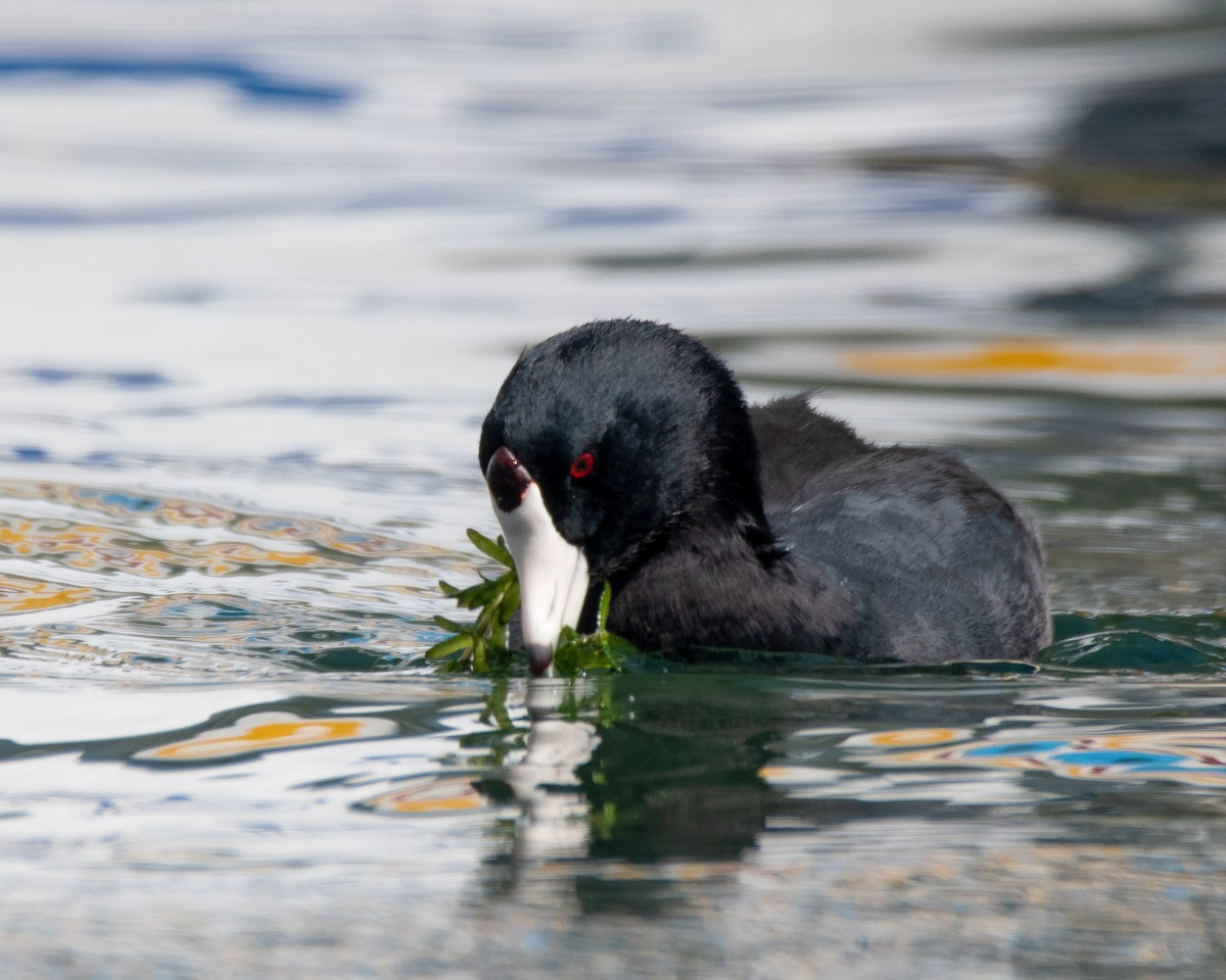 American Coot (Red-shielded) - ML304743771
