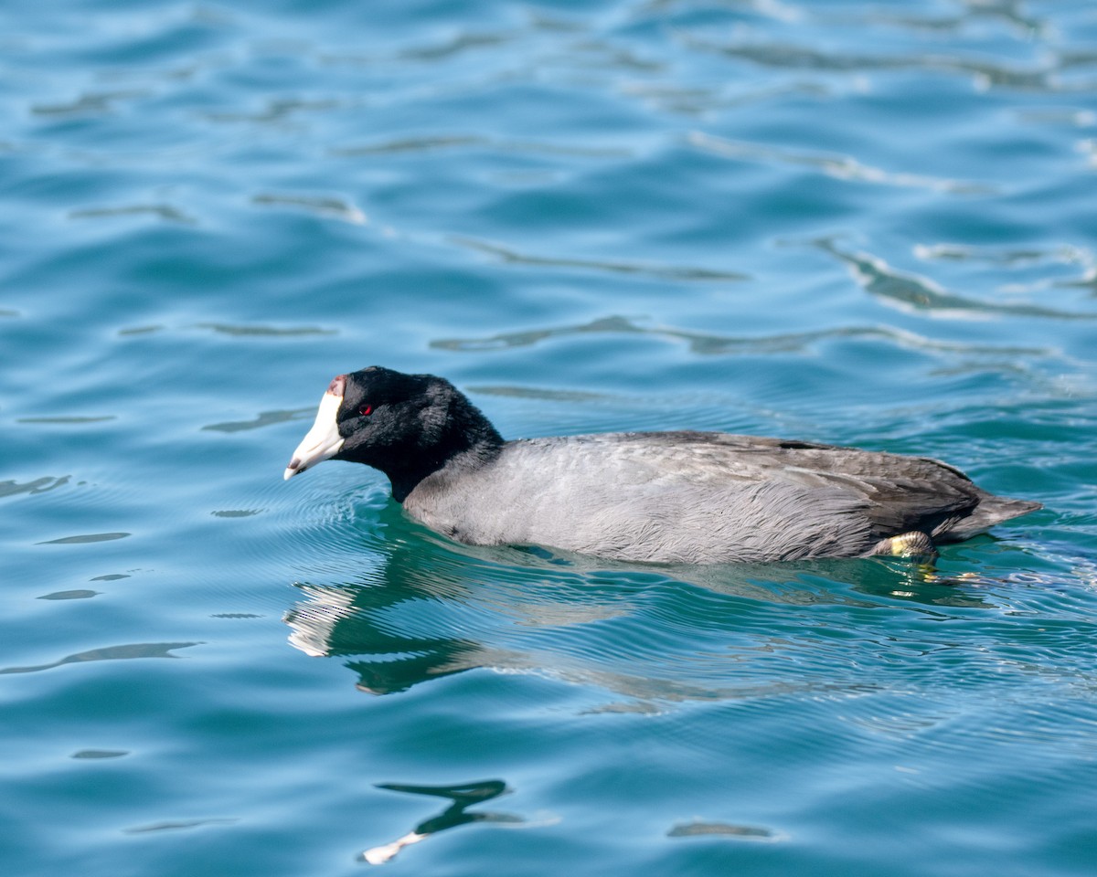 American Coot (Red-shielded) - ML304743791