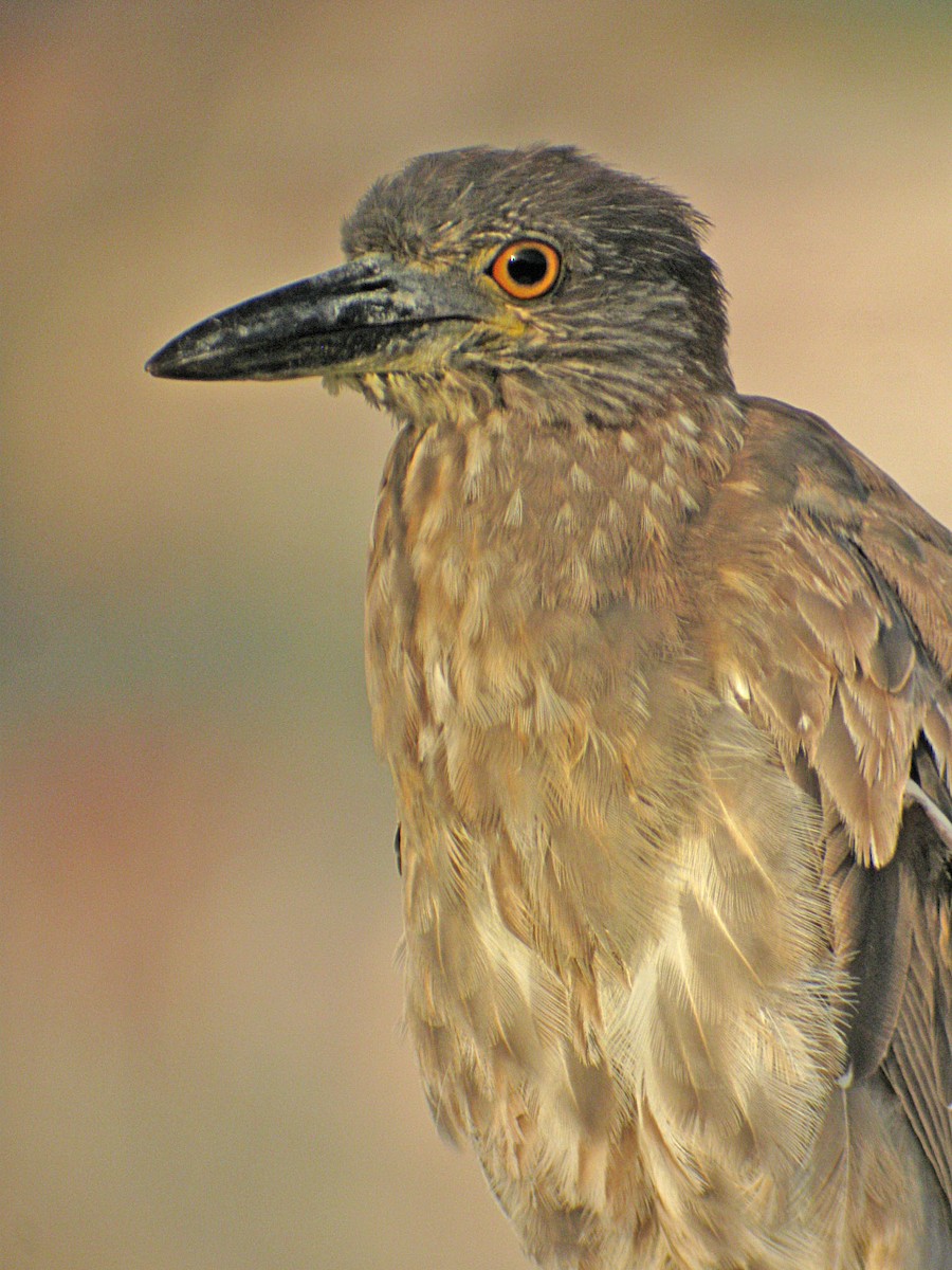 Yellow-crowned Night Heron - ML304749771