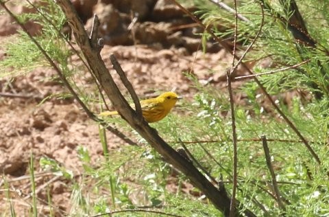 Yellow Warbler - Brook OConnor