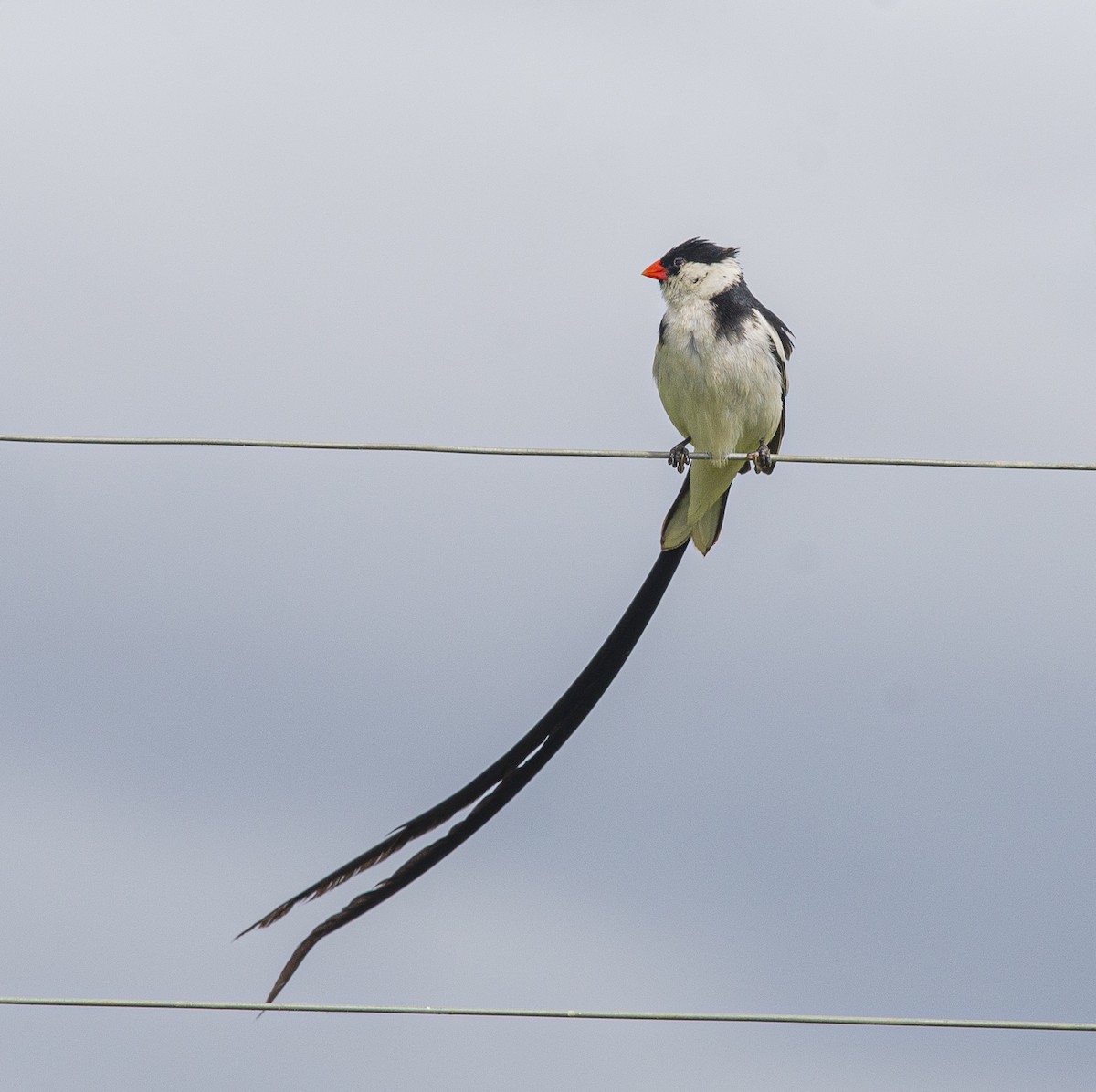 Pin-tailed Whydah - ML304750171
