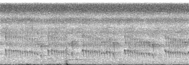 Kara Karınlı Sincap Guguğu - ML304750321