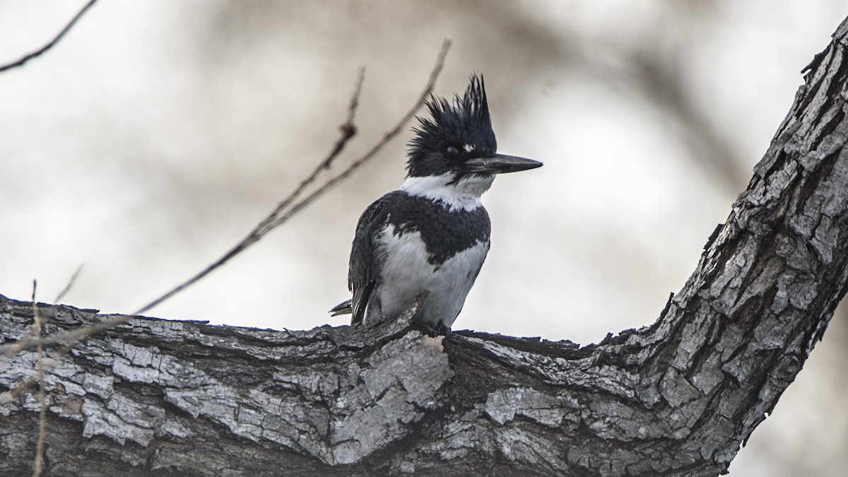 Belted Kingfisher - ML304752121