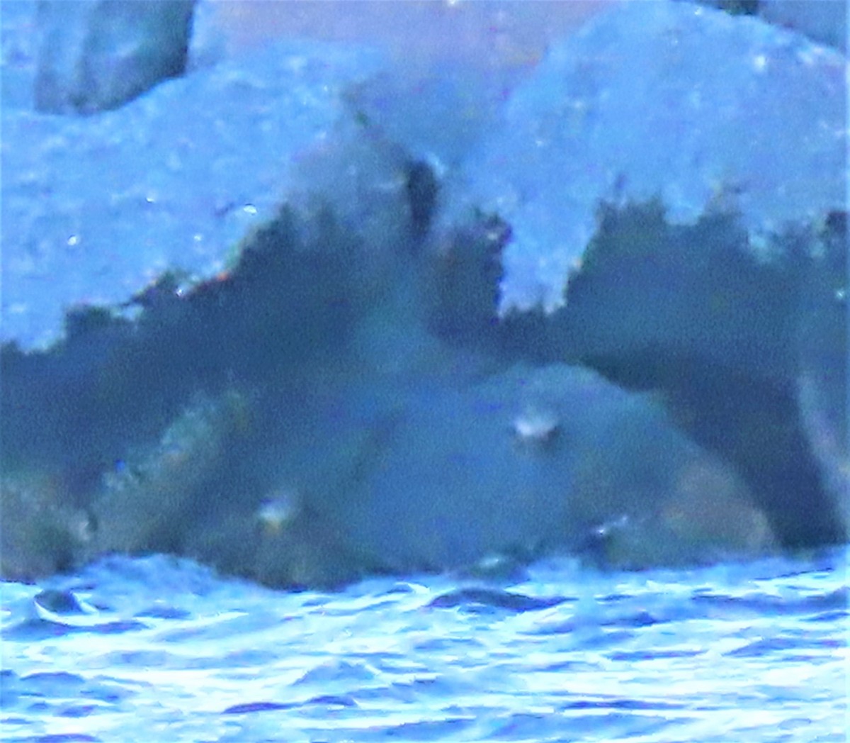 Mor Kumkuşu - ML304752271