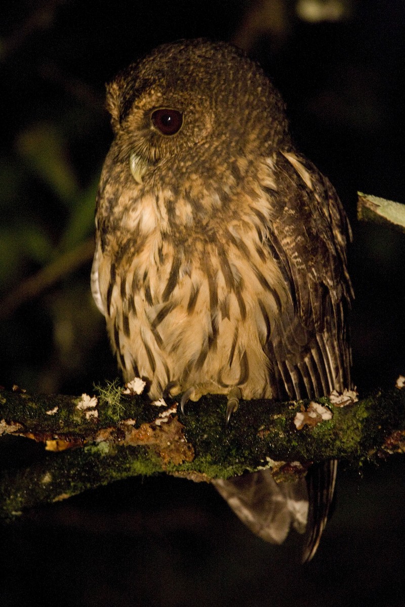 Mottled Owl - ML30475311