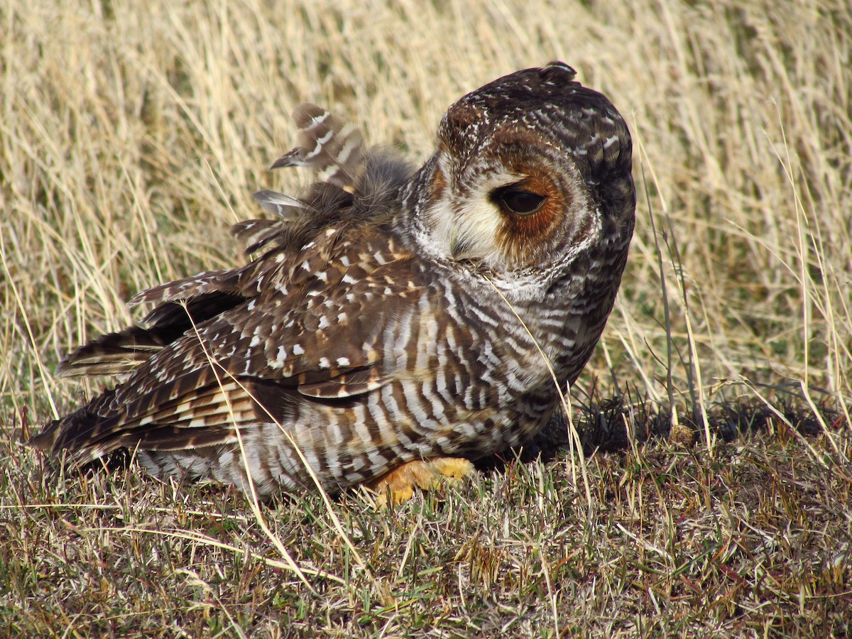 Rufous-legged Owl - ML304753311