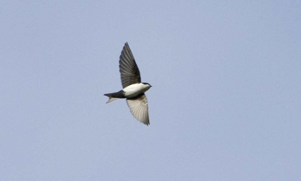 Blue-and-white Swallow - ML30475371