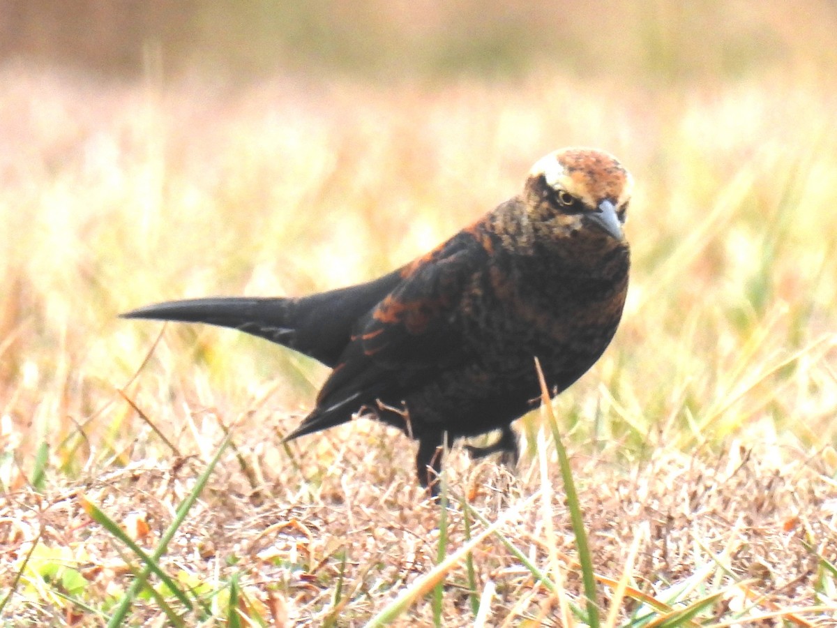 Rusty Blackbird - ML304760171