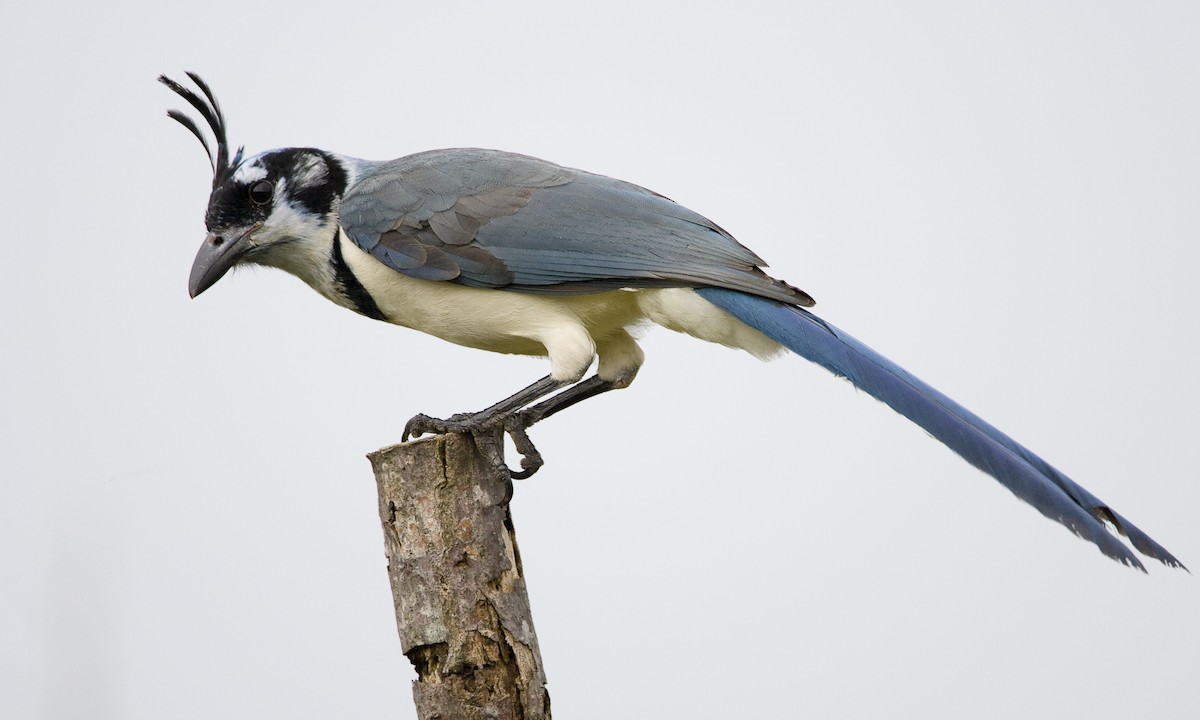 White-throated Magpie-Jay - ML30476081