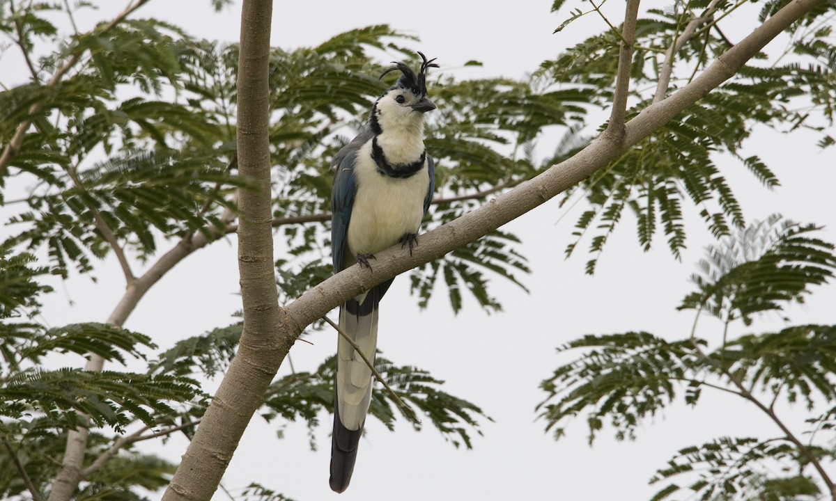 White-throated Magpie-Jay - ML30476091