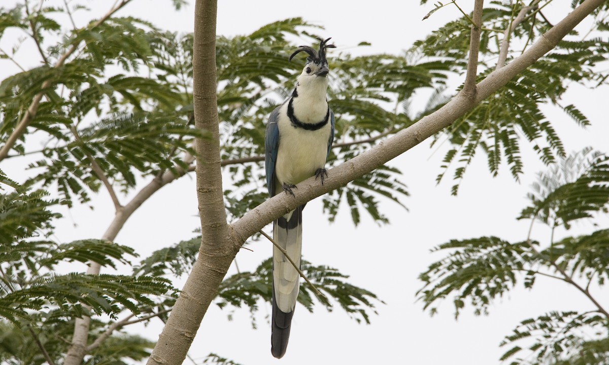 White-throated Magpie-Jay - ML30476101