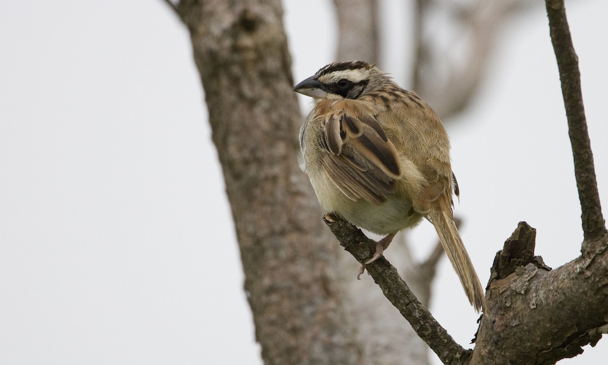 Stripe-headed Sparrow - ML30476191