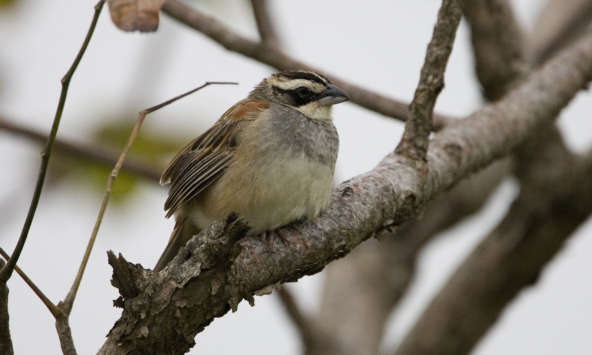 Stripe-headed Sparrow - ML30476201