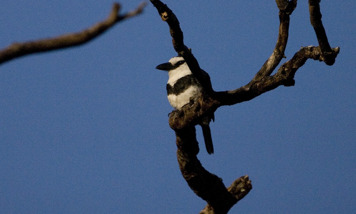 White-necked Puffbird - ML30476271