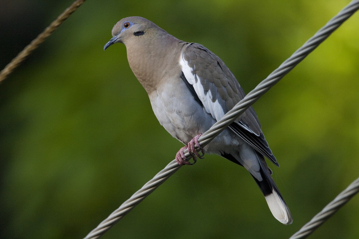 White-winged Dove - ML30476281