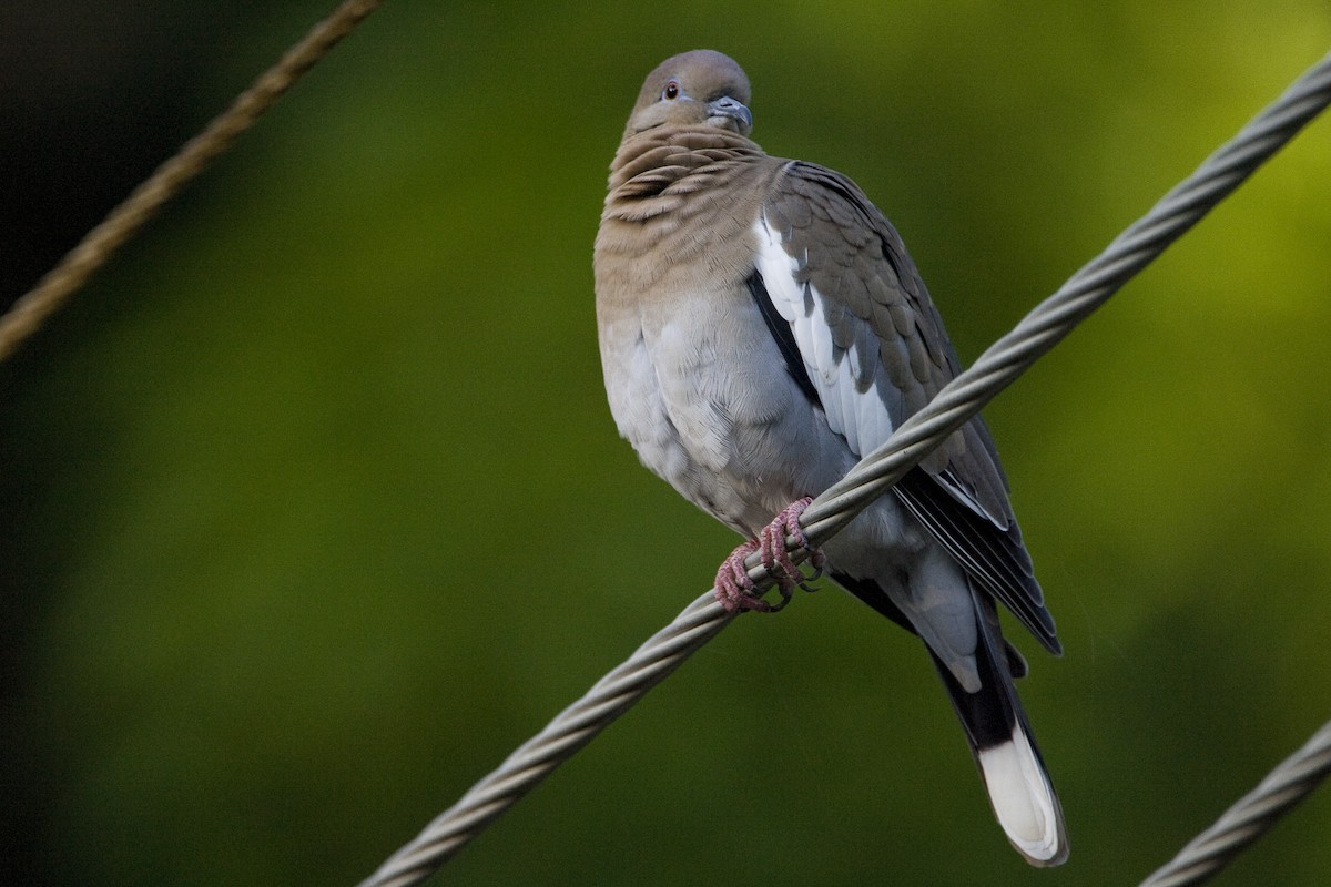 White-winged Dove - Brian Sullivan