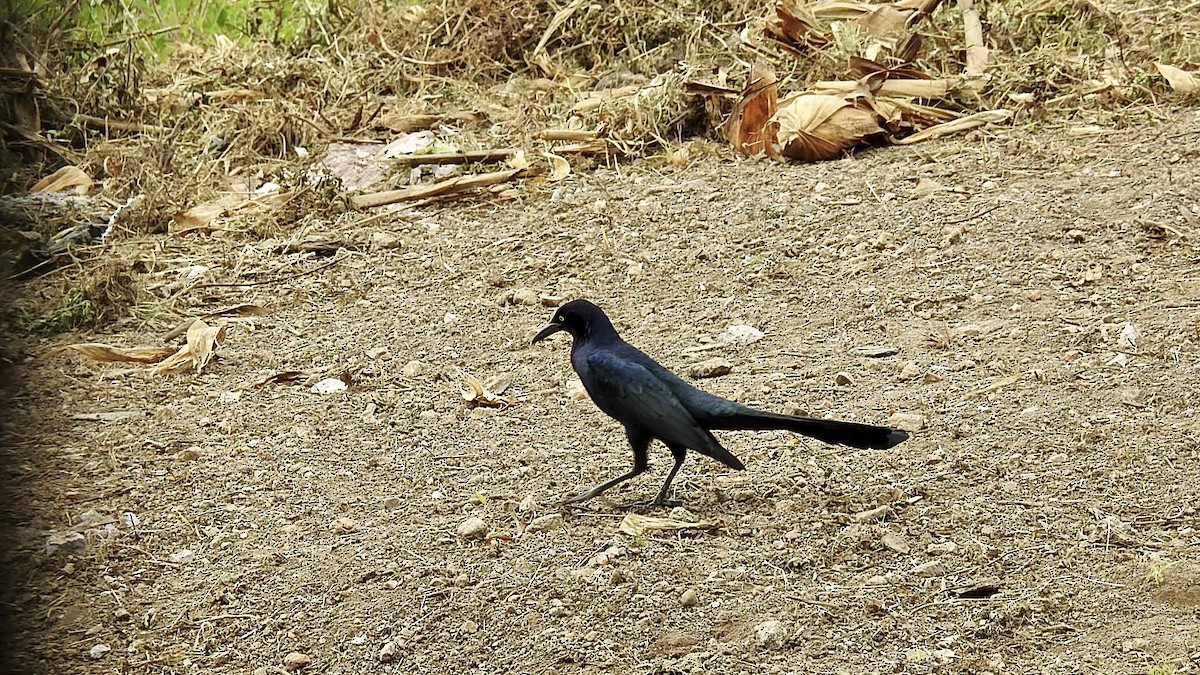 Great-tailed Grackle - ML304765121