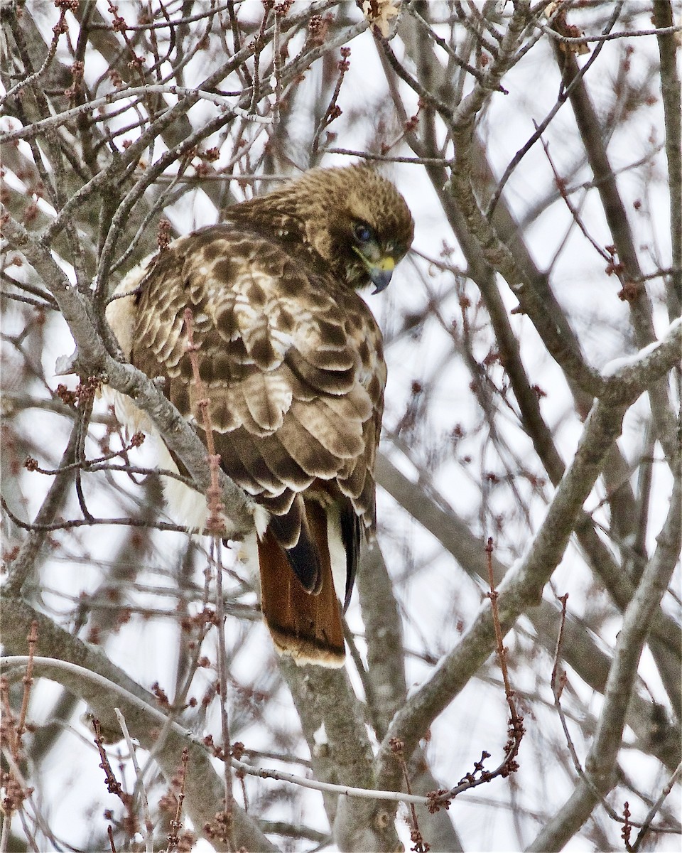 Red-tailed Hawk - ML304770251