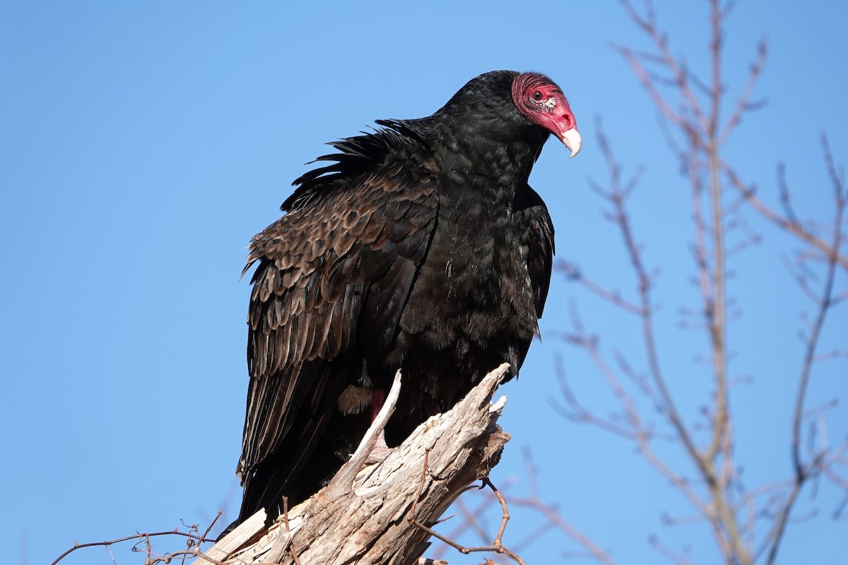 Turkey Vulture - ML304771001