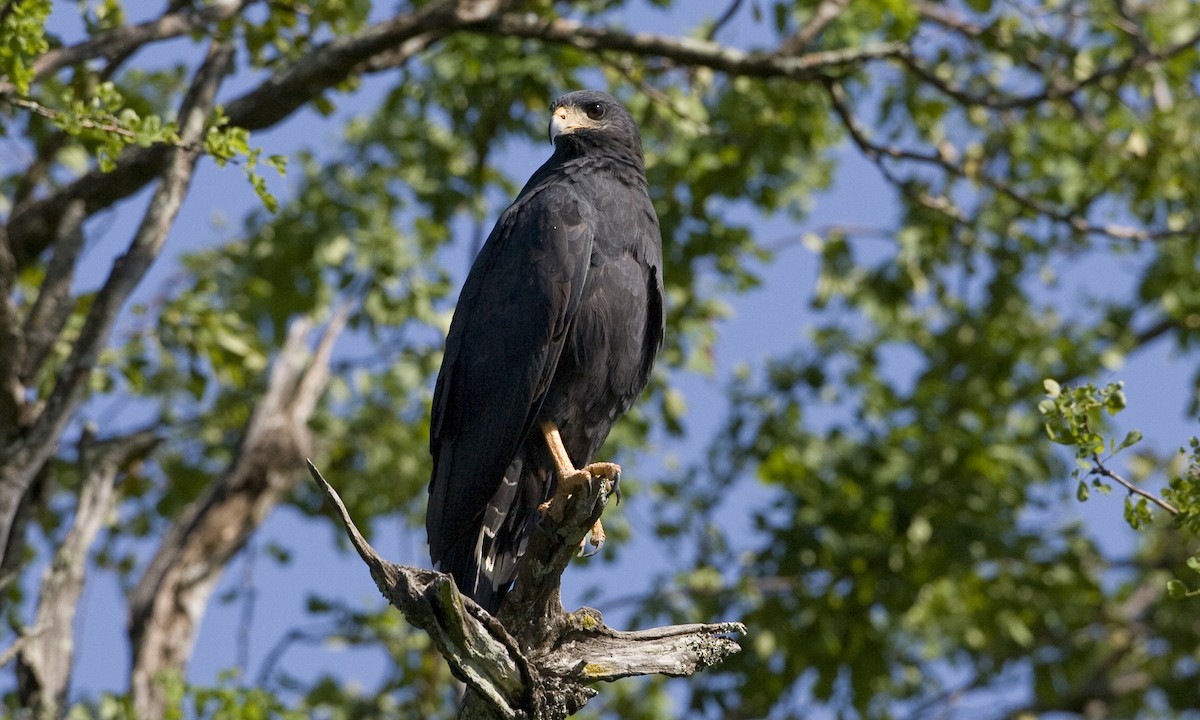 Common Black Hawk (Mangrove) - Brian Sullivan