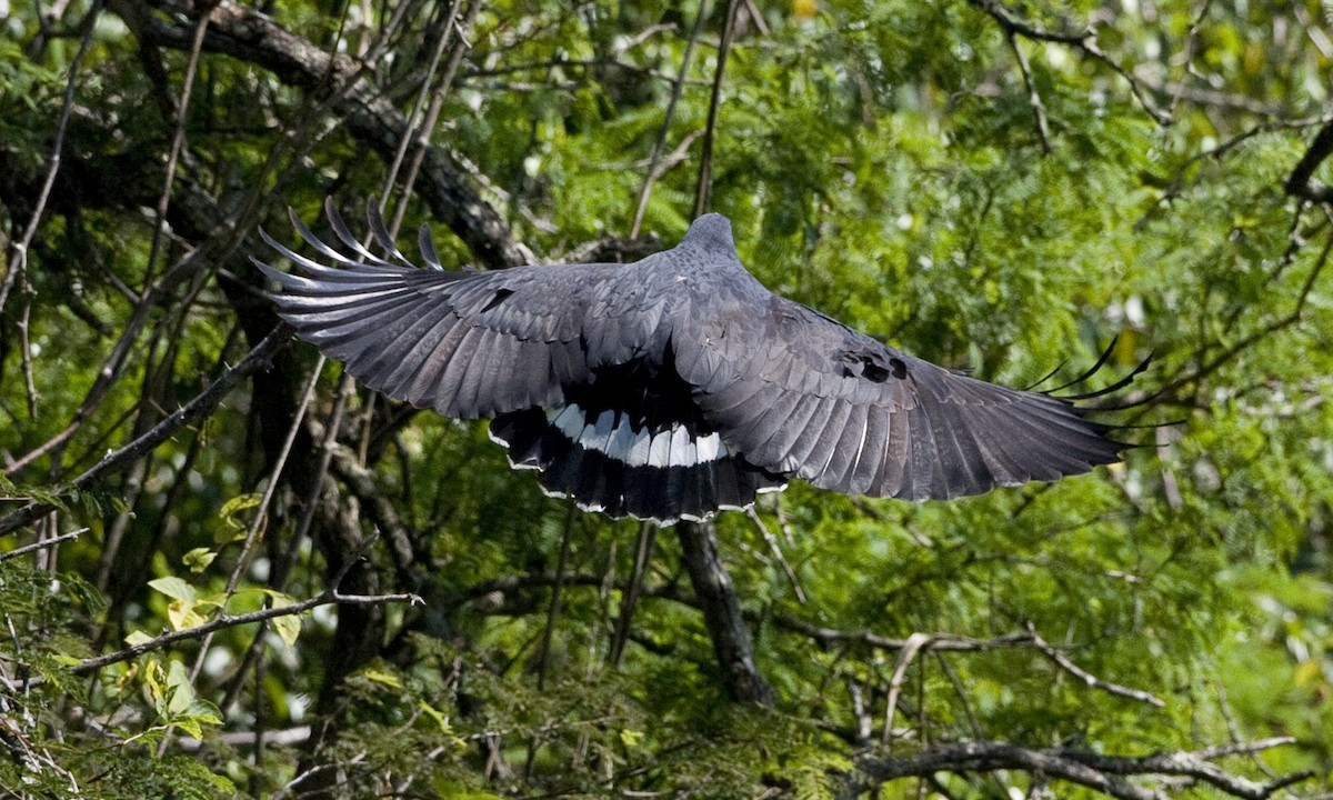 Common Black Hawk (Mangrove) - ML30477461