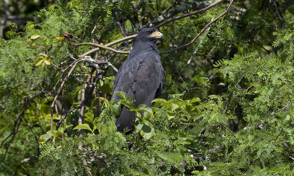 Common Black Hawk (Mangrove) - ML30477471