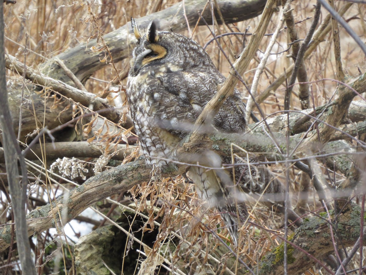 Long-eared Owl - ML304779001