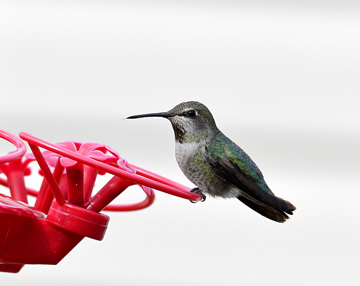 Anna's Hummingbird - ML304779351
