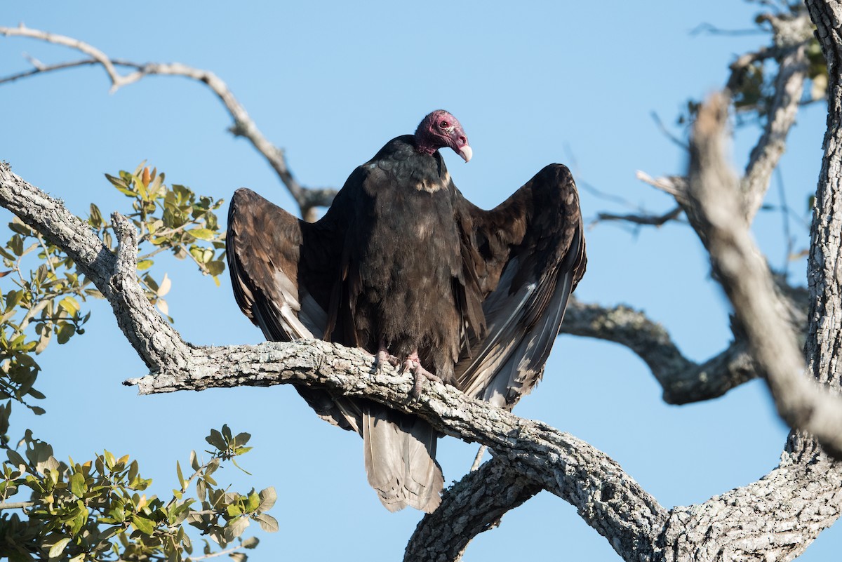 Turkey Vulture - John C. Mittermeier